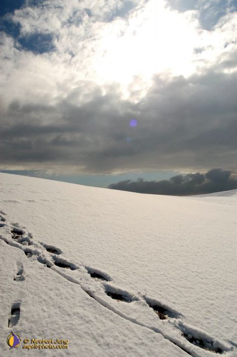 Nom de l'image : D1112131-nef-01_(c)Norbert-JUNG — Description :